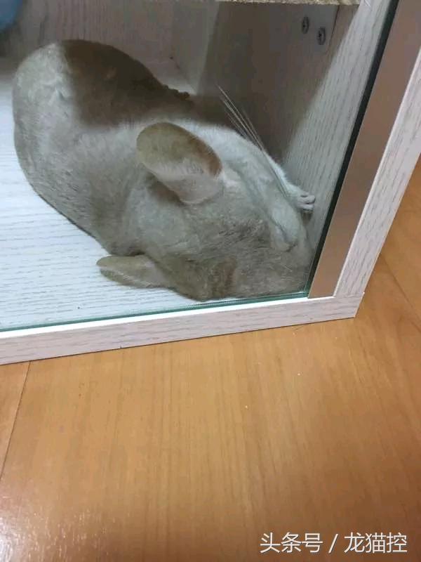 龙猫中暑一般要恢复多久,龙猫中暑解决视频