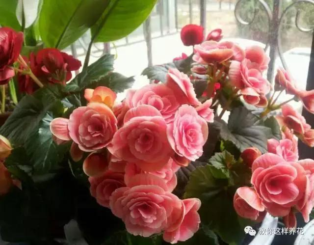 海棠到冬天叶片都掉光了,海棠到夏天就落叶