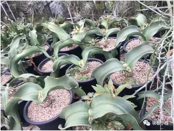 2019上海多肉展仙人球,2023泰国多肉展会直播