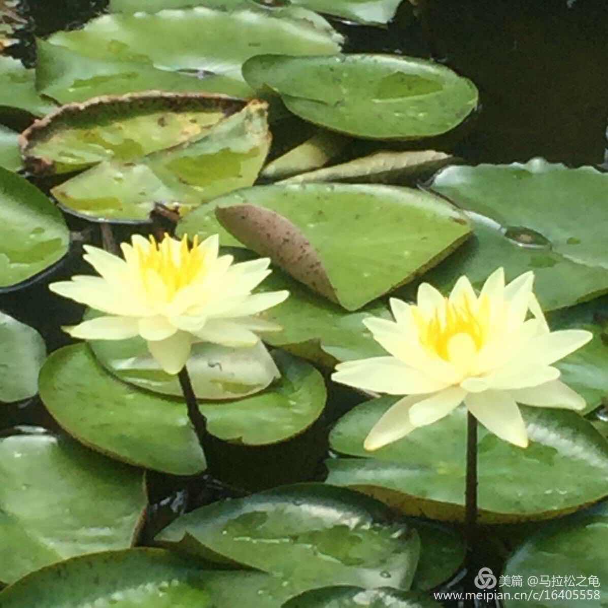 生活精辟格言,生活哲理句子精辟说说