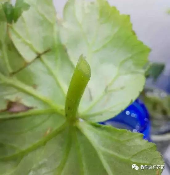 海棠到冬天叶片都掉光了,海棠到夏天就落叶