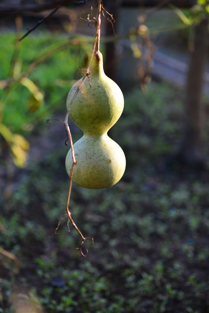 植物美图笔记~各种瓜（葫芦科植物）