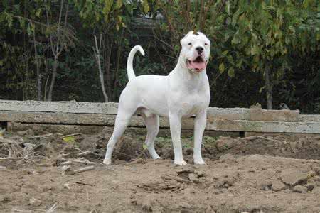 实战猎犬超大杜高犬,如何训练杜高对猎物的兴趣