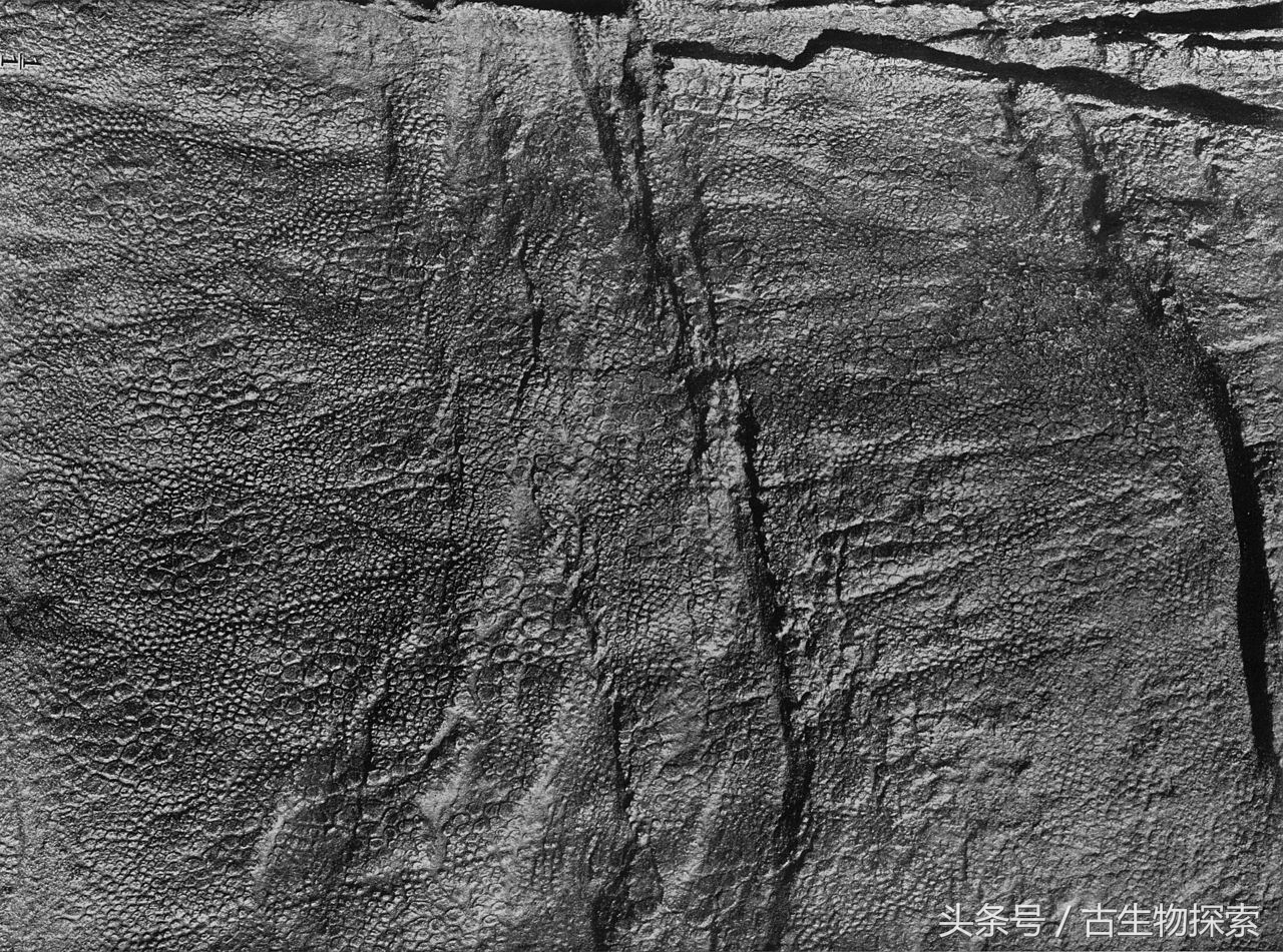 白垩纪的超级鸭嘴龙类，比霸王龙还要大！