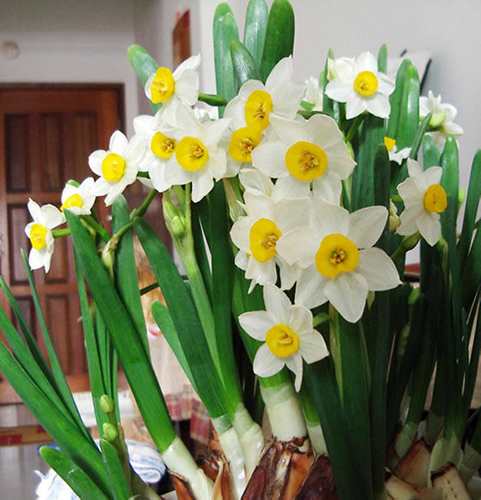 水仙花烂根怎么救活视频,水培水仙花黄叶怎么处理