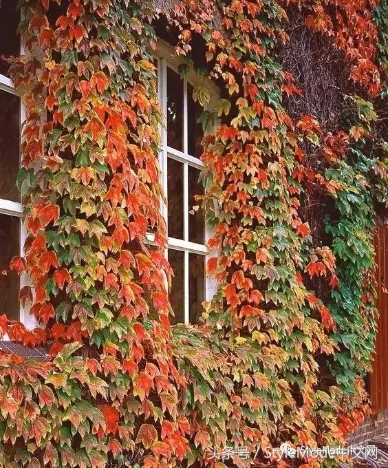 再普通的房子遇上爬山虎，都会变成别具一格的城堡！