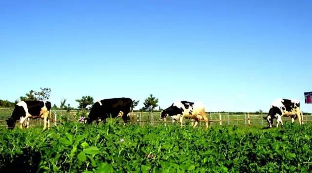 大连铭湖牧场度假区,大连铭湖牧场和三寰牧场哪个好