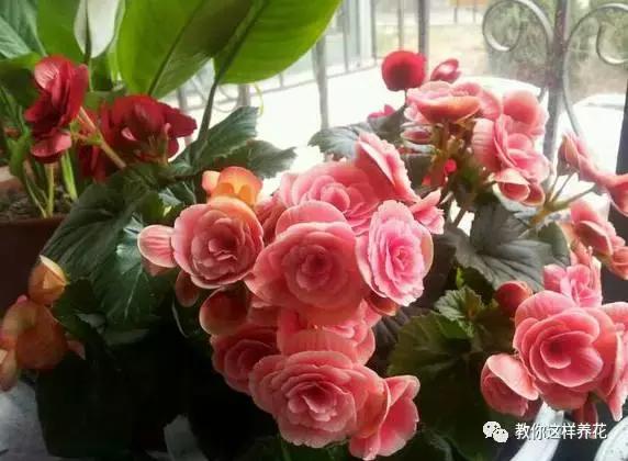 海棠到冬天叶片都掉光了,海棠到夏天就落叶