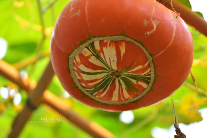 植物美图笔记~各种瓜（葫芦科植物）