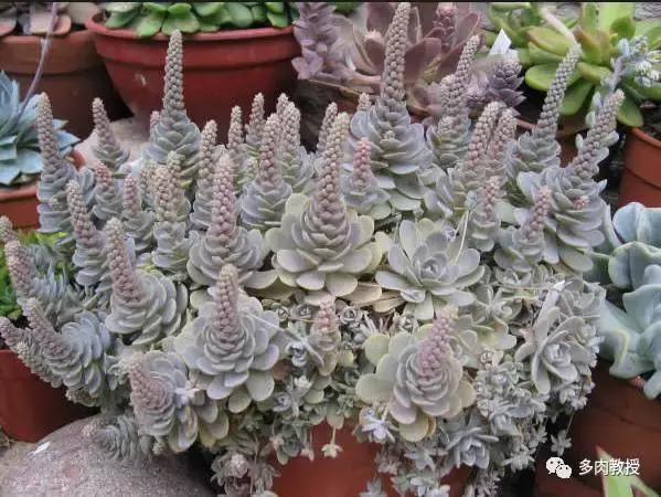 多肉开花会死的品种有哪些图片,多肉开花为什么会死