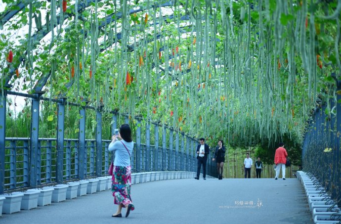 植物美图笔记~各种瓜（葫芦科植物）