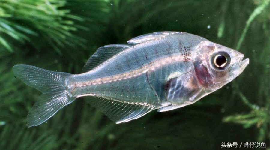 如何养好观赏鱼的正确方法,养观赏鱼新手入门教程视频