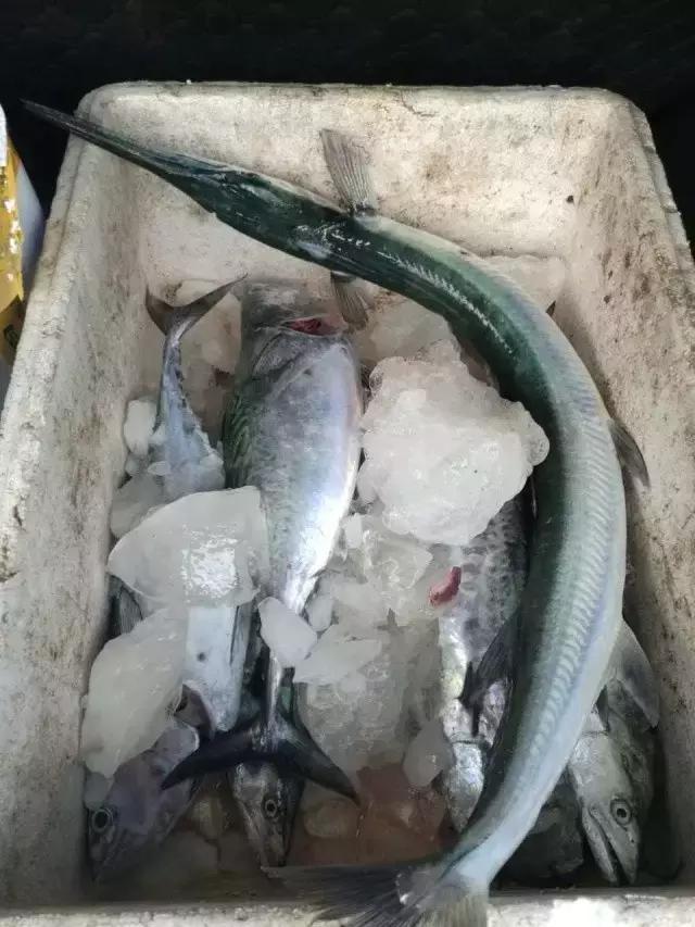 台山浪琴湾有藤壶吗,台山浪琴湾沙滩游泳