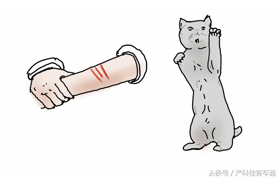 怀孕后可以养宠物吗,为什么怀孕不能养宠物