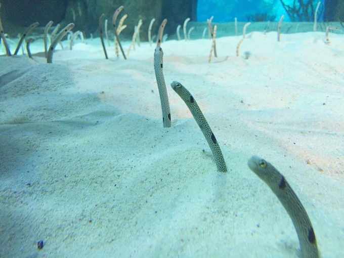 珠海长隆海洋王国游记作文,珠海长隆海洋王国一日游攻略