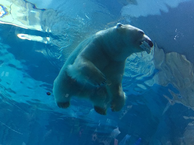 珠海长隆海洋王国游记作文,珠海长隆海洋王国一日游攻略