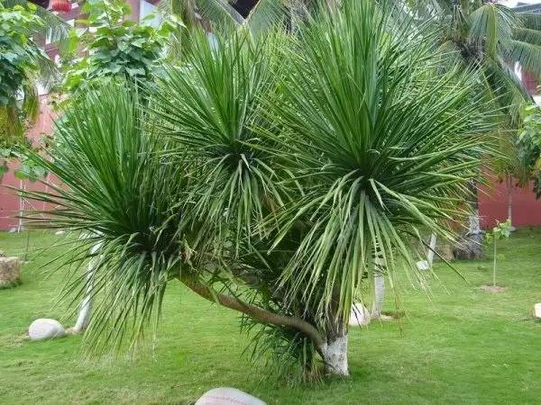 世界最高树是什么树,世界最高的树是啥树