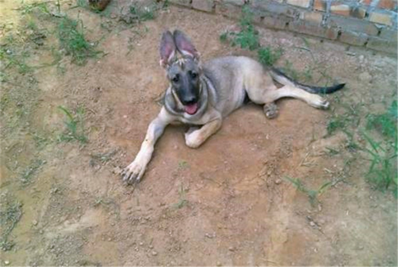 狼青犬从小怎么训练,看家护院狗训练