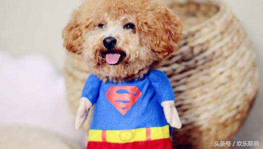 泰迪脑子,泰迪脑子有多大