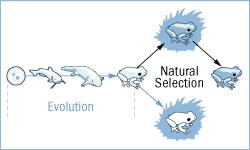 史上最神奇的38个定律,科学减肥的十条定律bbc