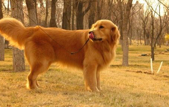 狗狗手术后会得躁郁症吗,狗狗手术后会因为疼呼吸急促吗