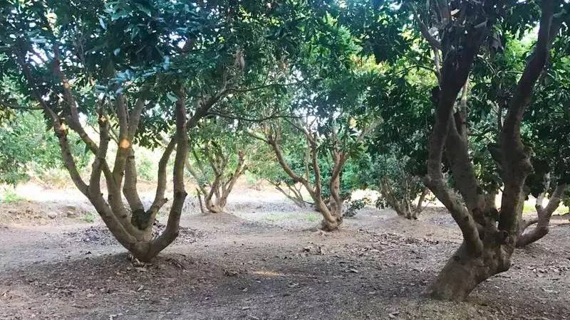 告别“华尔街之狼”般的财富人生，他选择回归300亩龙眼老树林