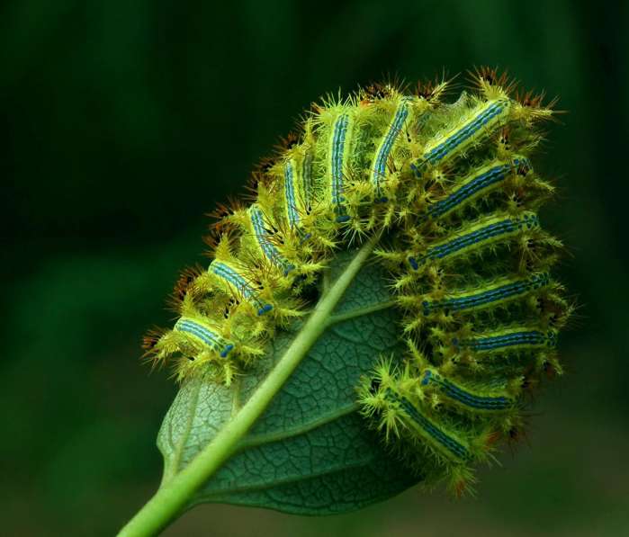 农村看了让人生厌的生物，唯恐避之不及，你敢点进来吗？