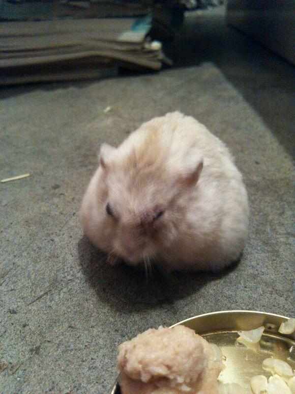 仓鼠在家开心玩耍,仓鼠突然有奇怪行为