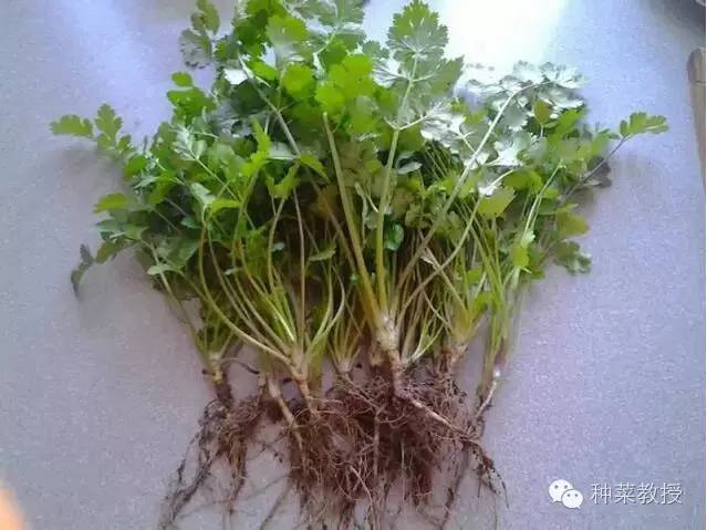 阳台种菜的土没有营养了怎么办,种子种菜阳台教程