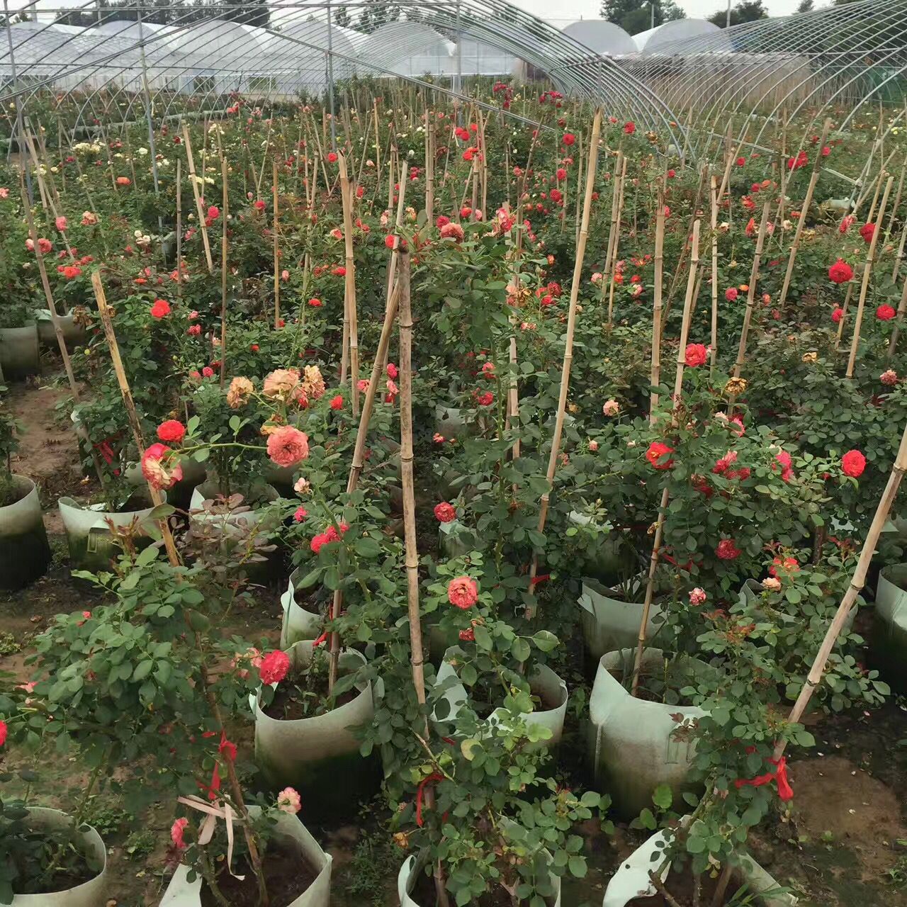 玫瑰花怎么才能养好教你一招,玫瑰花应该怎样养才是正确的