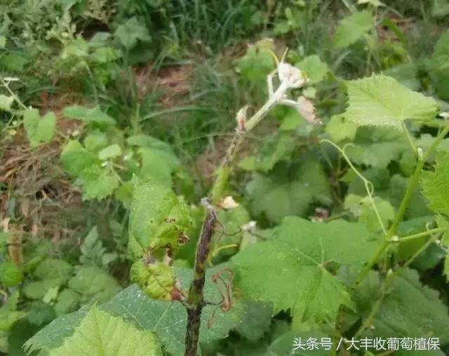 葡萄果实褐色怎么回事,葡萄花梗变褐色什么原因