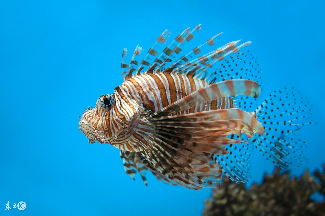 观赏鱼因为打斗掉鳞咋整,观赏鱼打架了怎么办呢用什么药