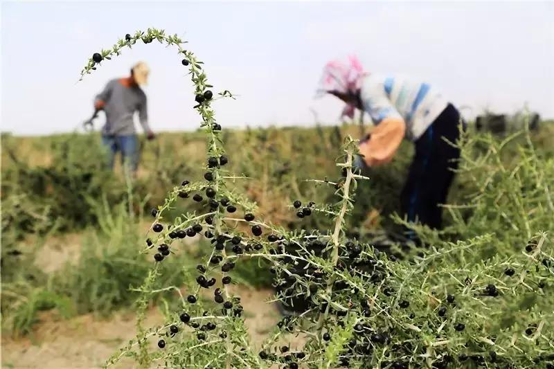 90后女生回到家乡创业,90后姑娘只身创业打拼