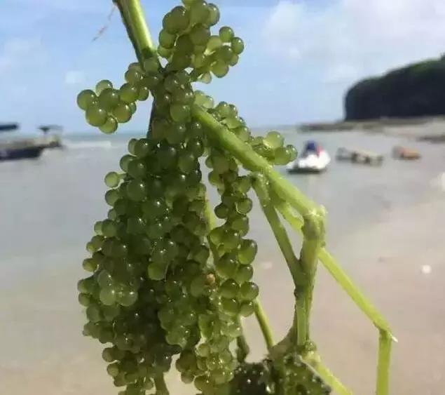 想出海?没攻略?国内最年轻的火山岛攻略免费送你啦