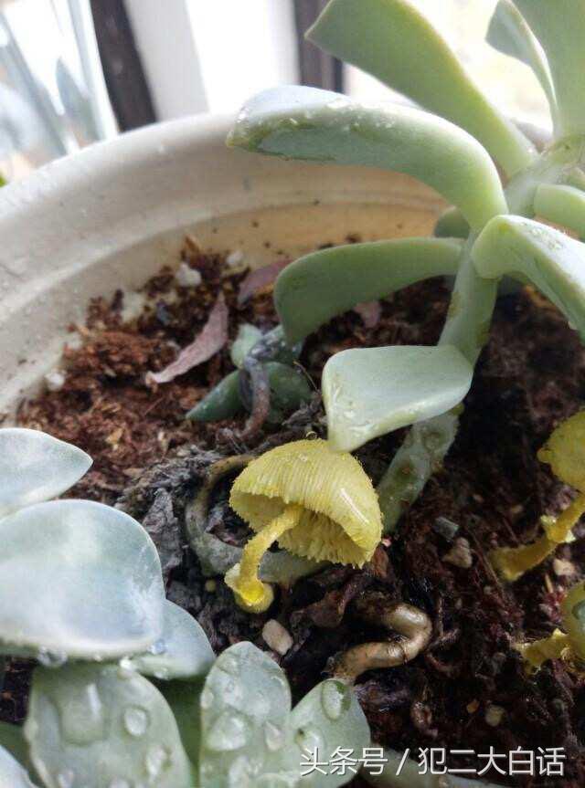 多肉植物里长蘑菇,100种神奇的多肉植物