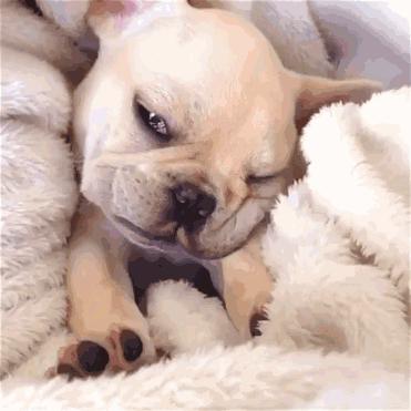 一梦谈狗：听说你喜欢法国斗牛犬，那你了解它么？