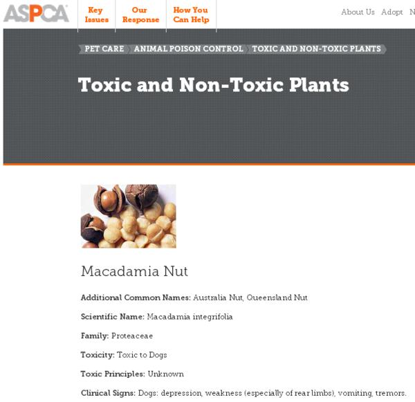 巧克力葡萄还有什么狗不能吃,狗不能吃巧克力还不能吃什么食物