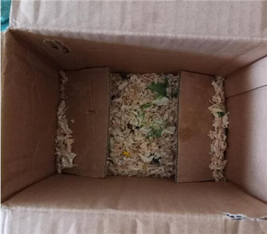 小仓鼠越狱记全集,小仓鼠越狱记