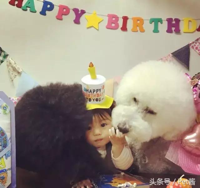 好可爱的巨型贵宾犬,超粘人的巨型贵宾犬