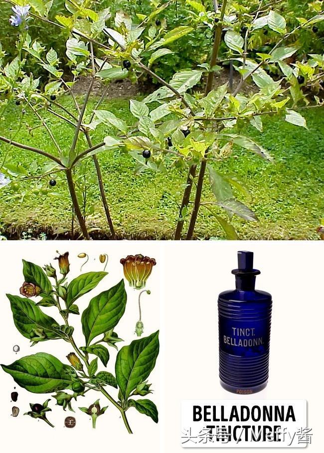 什么植物吃了有生命危险,这5种植物不能吃