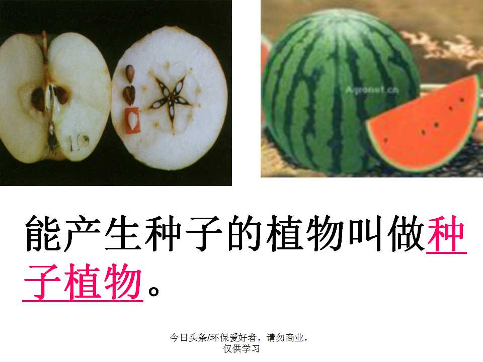 认识植物从身边开始,认识植物的根茎叶各个部分