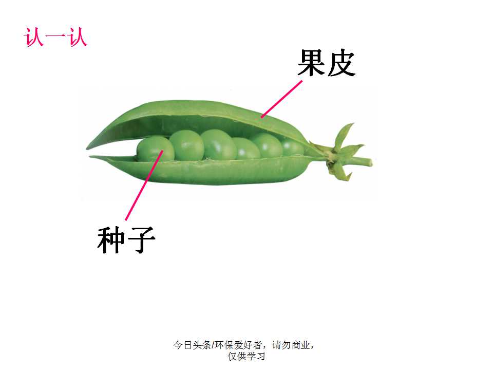 认识植物从身边开始,认识植物的根茎叶各个部分