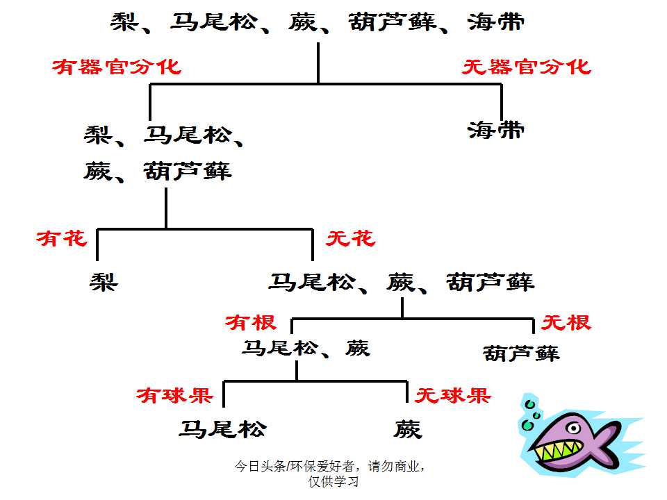 认识植物从身边开始,认识植物的根茎叶各个部分