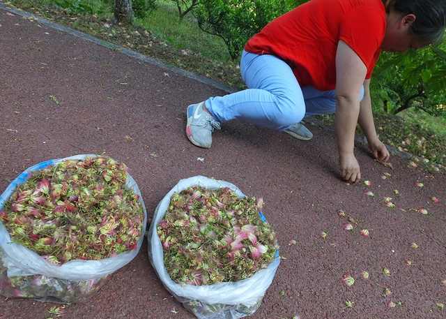 *欢合**花凋落太可惜，婆婆把它捡起来晒干，一斤价值90元！