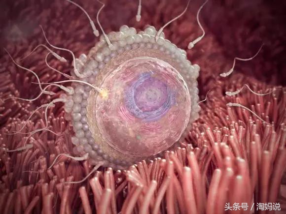 胎儿发育40周全过程注意事项,赞宝宝训练抬头的句子