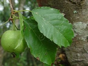 防治苹果的霉心病的最佳药物,苹果花脸病是什么造成的