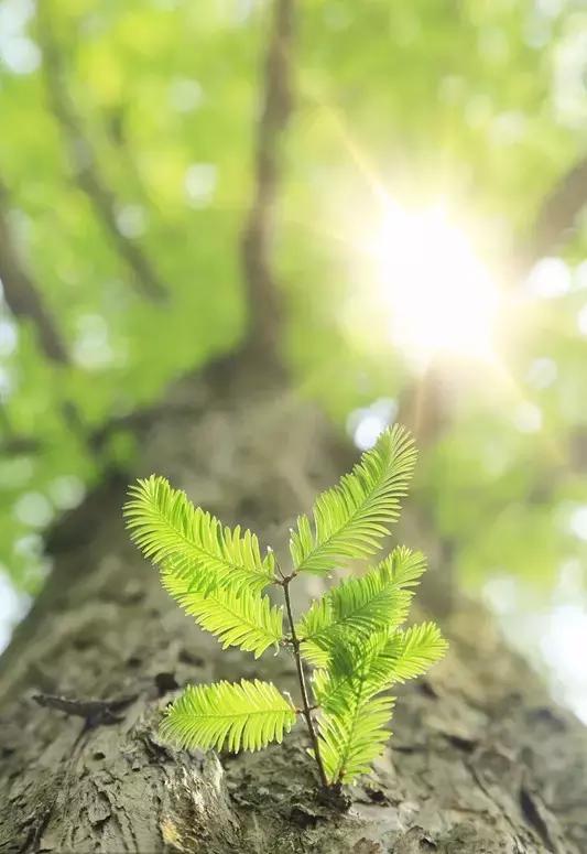 走进树林会感觉空气清新为什么呢,走进红杉林感受不一样