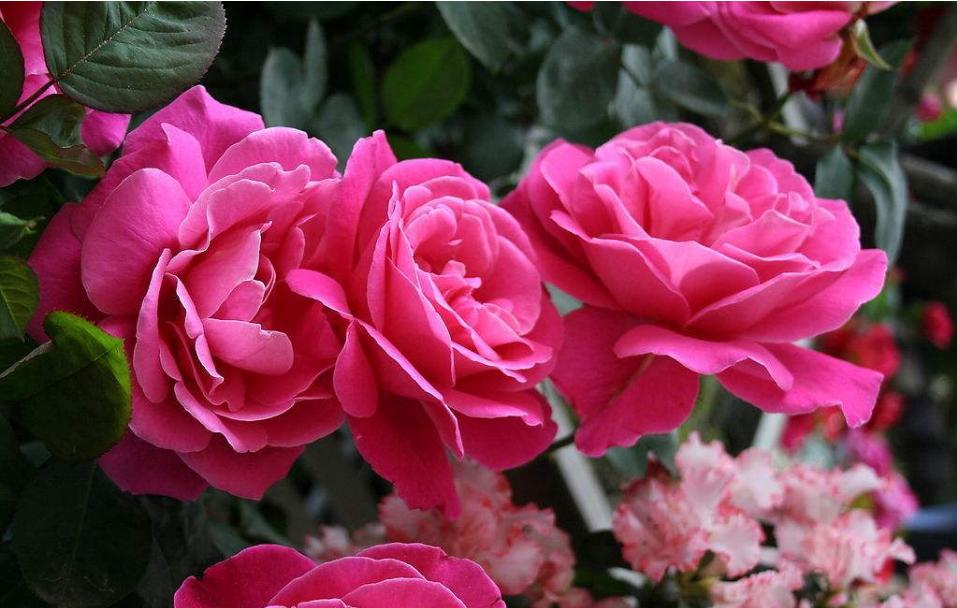 南方最美的十大名花,十大名花代表的城市