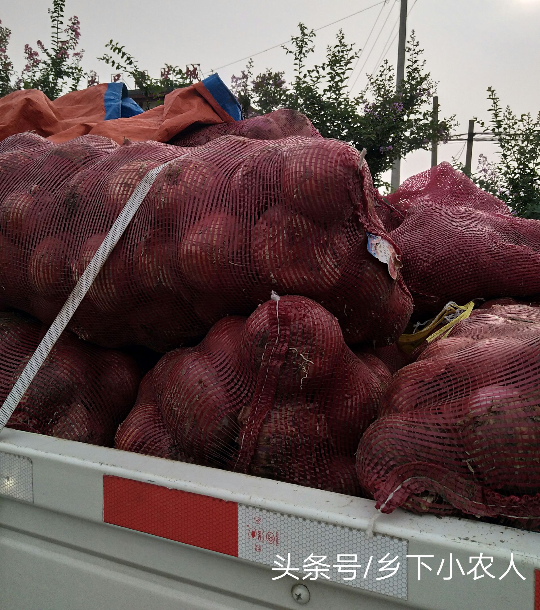 小伙摆摊卖葱一小时赚100元,农村小伙卖土豆