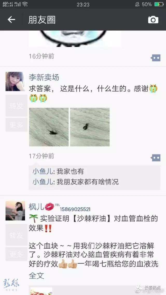 沈阳有虫子吗,京津冀出现黑虫子